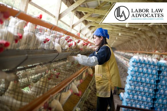 California poultry processors